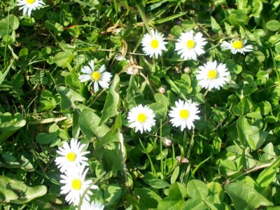 Sedmikrásky všude kolem