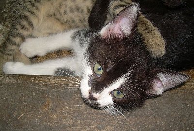 Portrét spokojenosti