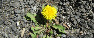 Síla žít i v kamení