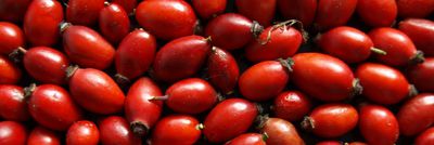 Šípkobraní na zimní čaje