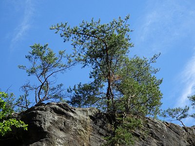 skautska-skala-vrchol-se-stromy.jpg