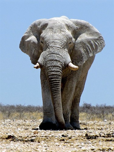 slon Etosha.jpg