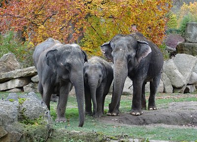 slonice-se-slunetem.jpg