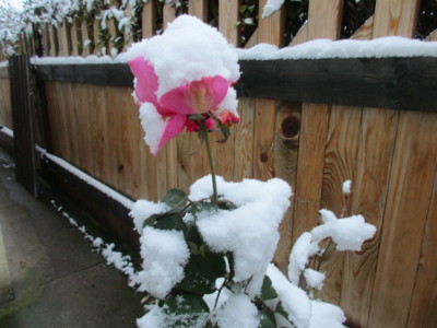 sněhová růžička
