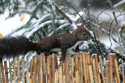 Sněhové překvapení...