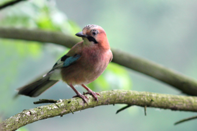 Strážkyně lesa...*