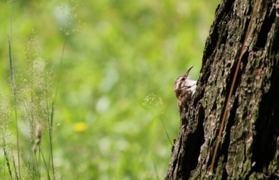 Na kmeni... (šoupálek)