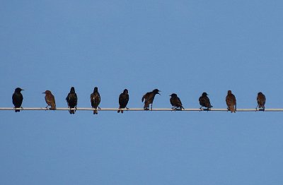 To vyprávěj holubům, že  jsi byla jenom s kamarádkami z íčka!