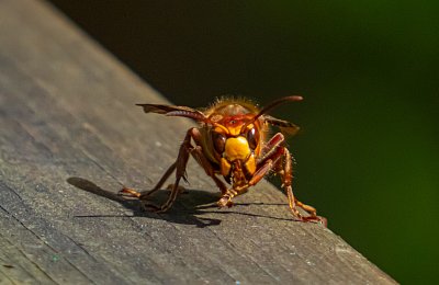 sršáň ,se přiletěl podívat