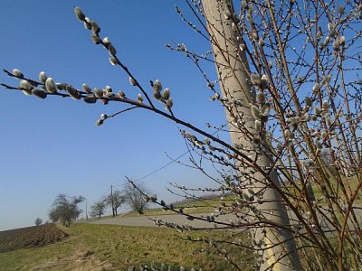 podívej,jaro je tu...