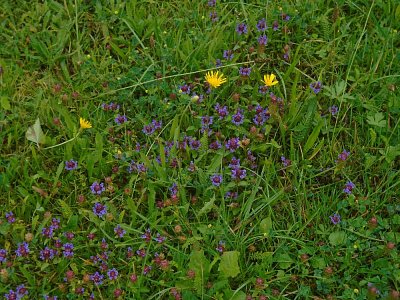 letní louka po dešti