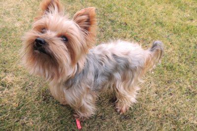 Stojím ti na kolíčku