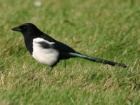 Naučte se poznávat ptáky
po hlase, je to zábavné