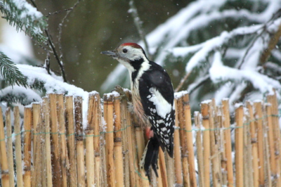 Překvapení za plotem...