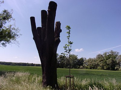 Revitalizace v aleji