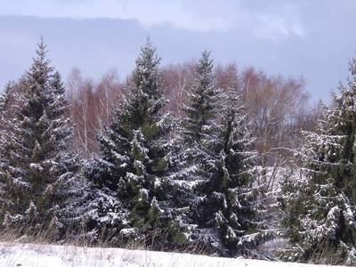Stromy pod peřinkou