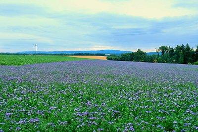 Pole so svazenkou vratičolistou.