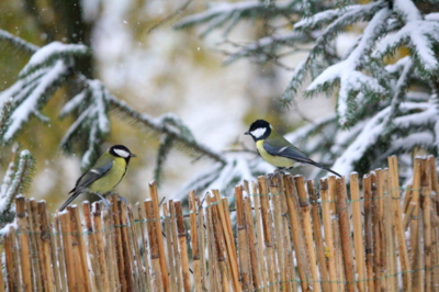 ...když přijde zima