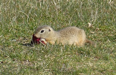 První jarní den u syslů