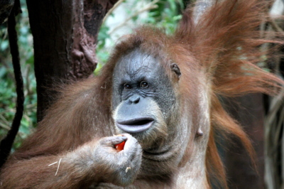 Tak nevím, čemu nerozuměl...