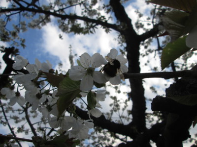 Takový to slovo jako čmeláček