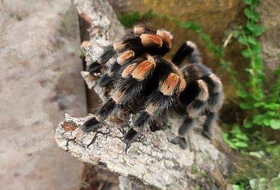 Chloupkatý mazlík (tarantule) :)