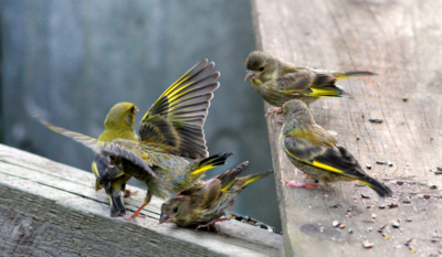 Ten plakal, ten skákal...