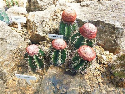 Kulatý kaktus mám tak rád