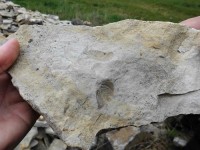Zkameněliny z třetihor