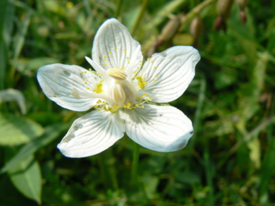 Poklady naší přírody - tolie bahenní (silně ohrožený druh)