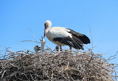 Den dětí na komíně ve Stvolínkách *
