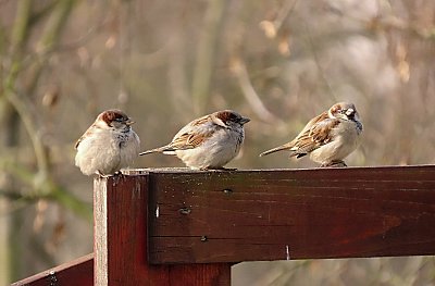 Jeden, dva, tři, my jsme bratři