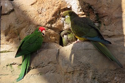 tri-zeleni-papousci.jpg