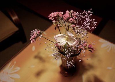 Tulipán vadne, barva se ztrácí ...