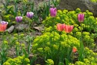 Jarní fotopříběh: Park miniatur - tulipány
