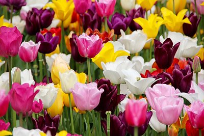 Pro ty tulipány nezapomínám na lásku