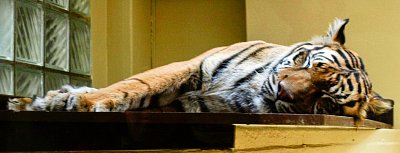 tygr-sumatersky-odpociva.jpg