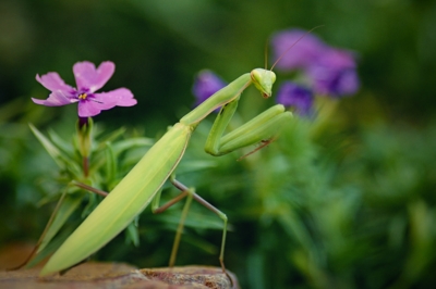 Taneční představení