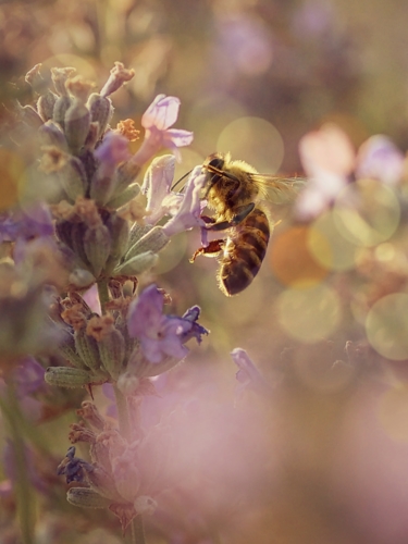 Májin sen o snídani