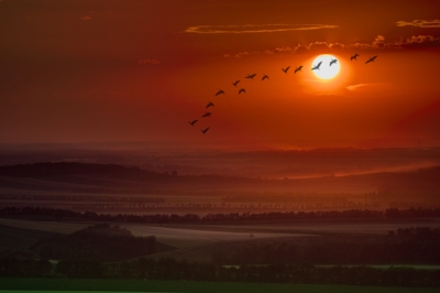 Šum ptačích křídel v okamžiku smíření