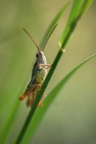 Koník s tváří Jiřího Bartošky