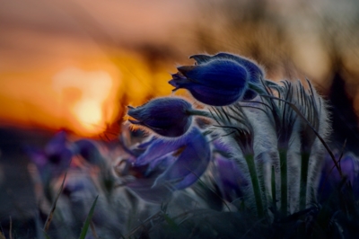 Koniklec, to je věc!