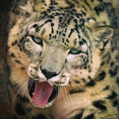 Levhart sněžný (ZOO Plzeň)