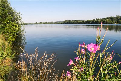 Krása obyčejného kvíti