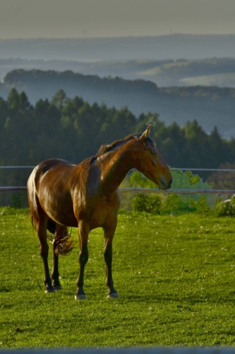 Kůň na ranči v Kelčské vrchovině