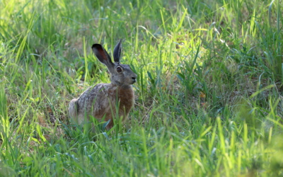 Ustrašený...(raději bez hvězdiček)