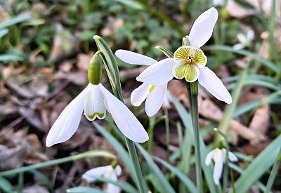 Dobříňský háj - sněženek ráj