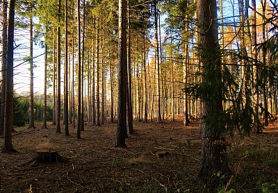 V lese jako v chrámu