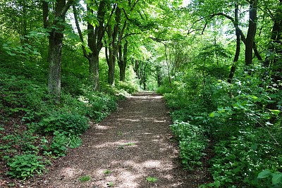 V lese, v lese, v lese zeleném ...
