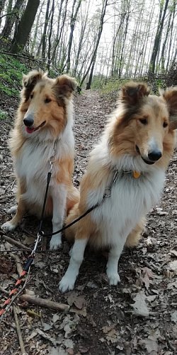 Na procházce v našem lese s Ronym a Marlym.